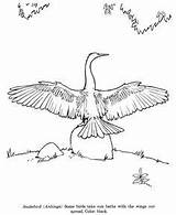 Anhinga Drawing Identification Snakebird Roseate Spoonbill Animals Designlooter sketch template