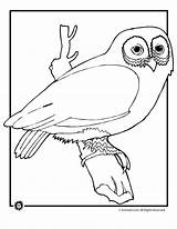 Owl Coloring Perched sketch template