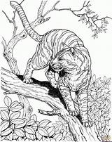 Tiger Coloring Jungle Pages Ausmalbilder Choose Board sketch template