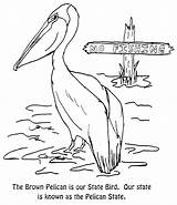 Coloring Louisiana Pages State Bird Gras Mardi Designlooter Gov Pelican 3kb sketch template