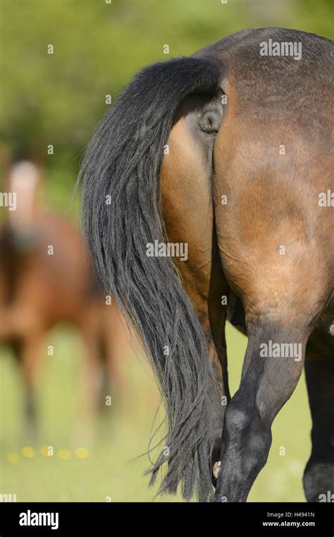 horse tail detail  view stock photo alamy