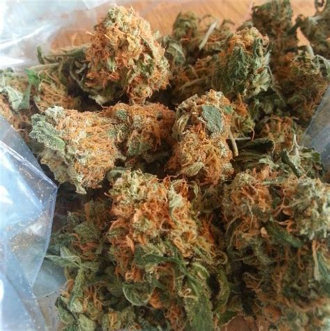 california orange aka cali orange cali  cali orange bud