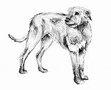 Irish Drawing Wolfhound Getdrawings sketch template