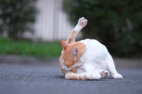 猫が舌でグルーミング（毛づくろい）する理由について 広島県仁方やすりの通販はワタオカ