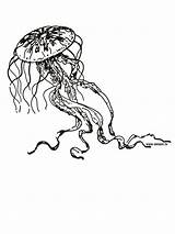 Medusas Medusa Jellyfish Colorear Princesse Redes Projecte Meduses Escola sketch template