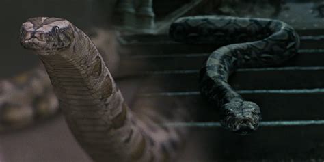 nagini harry potter type  snake snake poin