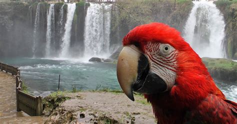parrot  front   waterfall stock video envato elements