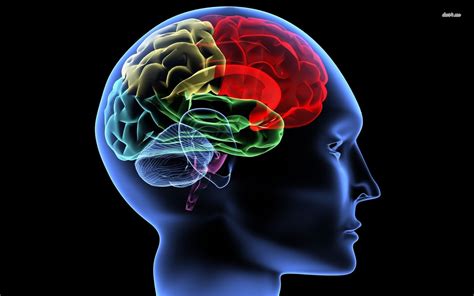 human brain wallpaper biological science picture directory pulpbitsnet