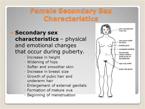 secondary sex characteristics in females porn archive
