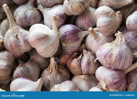 organic garlic stock photo image  vegetable garlic