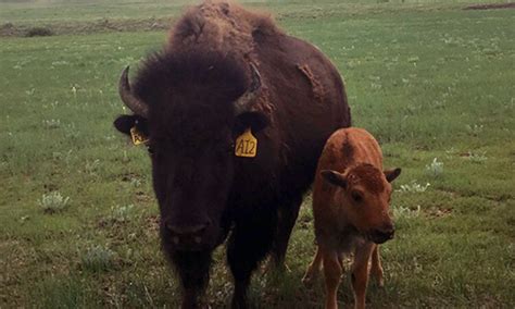 northern colorado bison herd flourishes