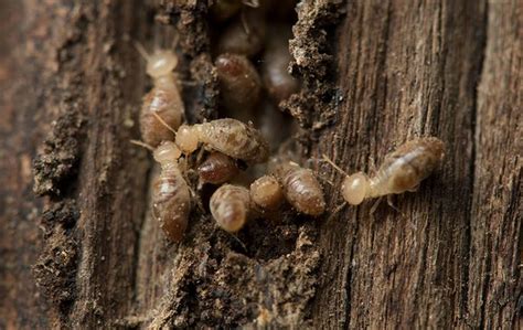 blog      termite swarms  mobile