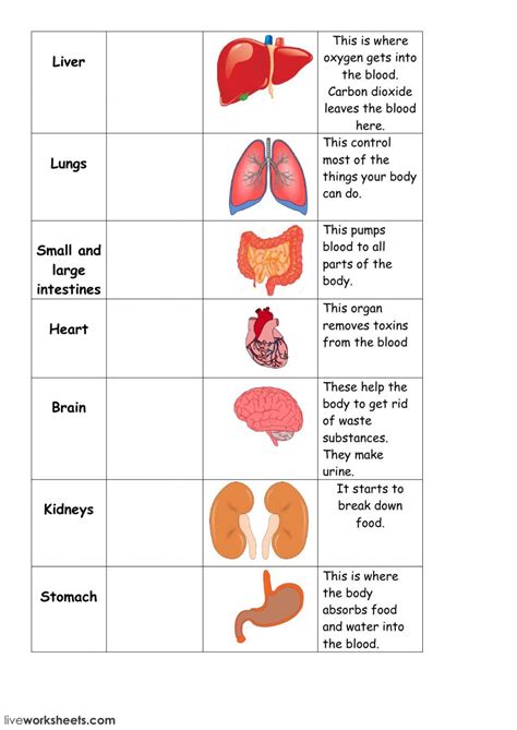 body organs  worksheet        exercises