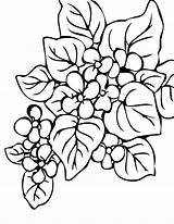 Begonia Colorare Designlooter Piante sketch template