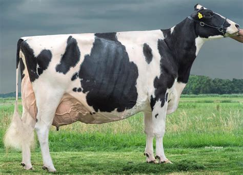 excellents  bons holsteins