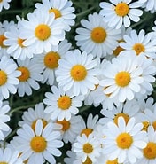 テイルズウィーバー デイジーの花 に対する画像結果.サイズ: 176 x 185。ソース: fumakilla.jp