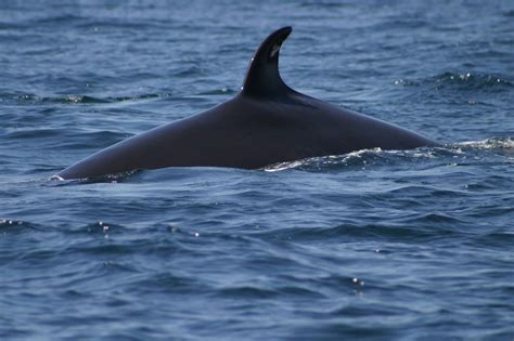 sei whale whale dolphin conservation usa