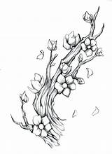 Blossom Cherry Drawing Branch Pencil Tree Tattoo Stencil Branches Tattoos Vine Drawings Flower Sketch Blossoms Deviantart Outline Japanese Designs Butterfly sketch template