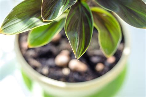 Top 10 Best Houseplants For Purifying Indoor Air