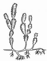 Caulerpa Crassifolia Algas Chlorophyta sketch template