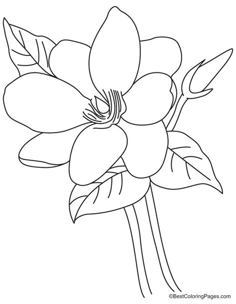 magnolia flower coloring page   magnolia flower coloring