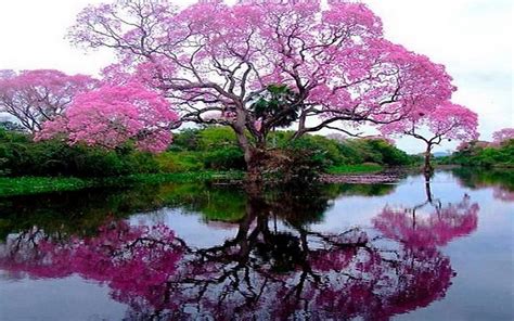 flowering tree   lake wallpapers  images wallpapers pictures