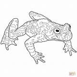 Toad Belly Malvorlage sketch template