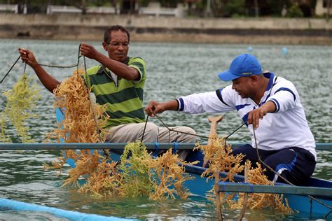 budidaya rumput laut papua capai  ribu hektar papua times