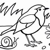 Kleurplaten Vogels Koolmees Roodborstje Roodborst Vogelbescherming sketch template