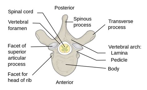 vertebra wikipedia