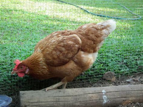 The Lowdown On Red Sex Links Backyard Chickens