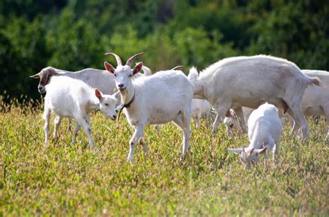 Feed Management Of Sheep And Goats Formulation Ingredients Organic