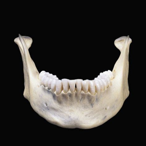 human  jaw bone  mandible   largest  strongest bone