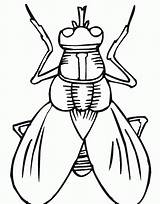 Insect Coloring Pages Drawing Kids Printable Insects Microscope Bug Fly Outline Bugs Primarygames Worksheet Cartoon Color Clipart Clipartmag Light Library sketch template