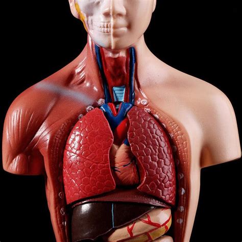 4d Anatomical Assembly Model Of Human Organs For Teaching Education