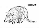 Cingulata Xenarthra Royalty Malbuch Insectivorous Illustrationen sketch template