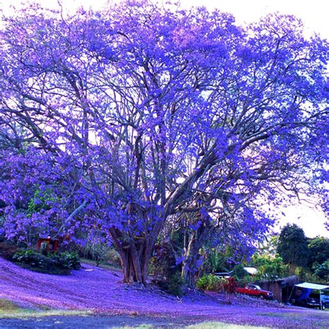 50pcs Jacaranda Tree Amazing Ornamental Mimosifolia Plant