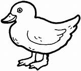 Duck Coloring Pages Kids Printable Color Duckling Print Birds Clipart sketch template