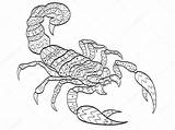 Scorpion Scorpio Vecteur Insetos Coloration Adultes Zodiaque Isolement Signe Pintar sketch template
