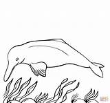 Dolphin River Amazon Coloring Clipart Dolphins Pages Drawing Printable Pink sketch template