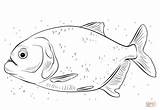 Coloring Piranha Pages Red Bellied Printable Drawing sketch template