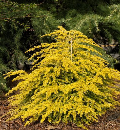 dwarf evergreen shrubs  landscaping