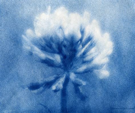 nb photography unit  cyanotype research