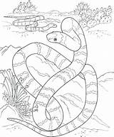 Coloring Pages Snake Rattlesnake Coral Mamba Getcolorings Print Getdrawings Diamondback Colorings sketch template
