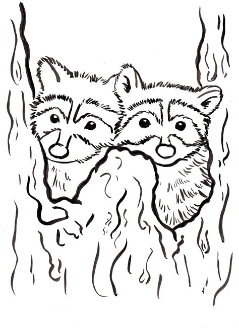 raccoon coloring page art starts