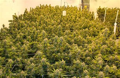 Grow Three Pounds Per Light · High Times