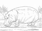 Ippopotami Hippo Hippopotamus Ippopotamo Flodhest 하마 Stampare Mammiferi Tegninger Amphibius Supercoloring Kategorier sketch template