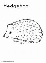 Hedgehog Coloring Pages Printable Porcupine Kids Sheets Animal Porcupines Baby A4 Coloring4free 2021 Colour Animals Color Print Line Size Draw sketch template