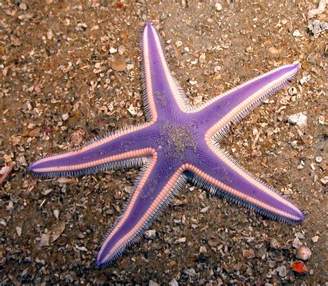 namibia reservations  facts  starfish