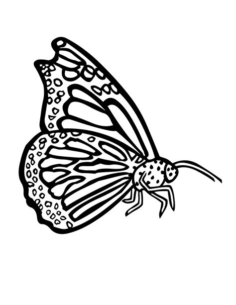 exotic butterfly coloring pages coloring pages